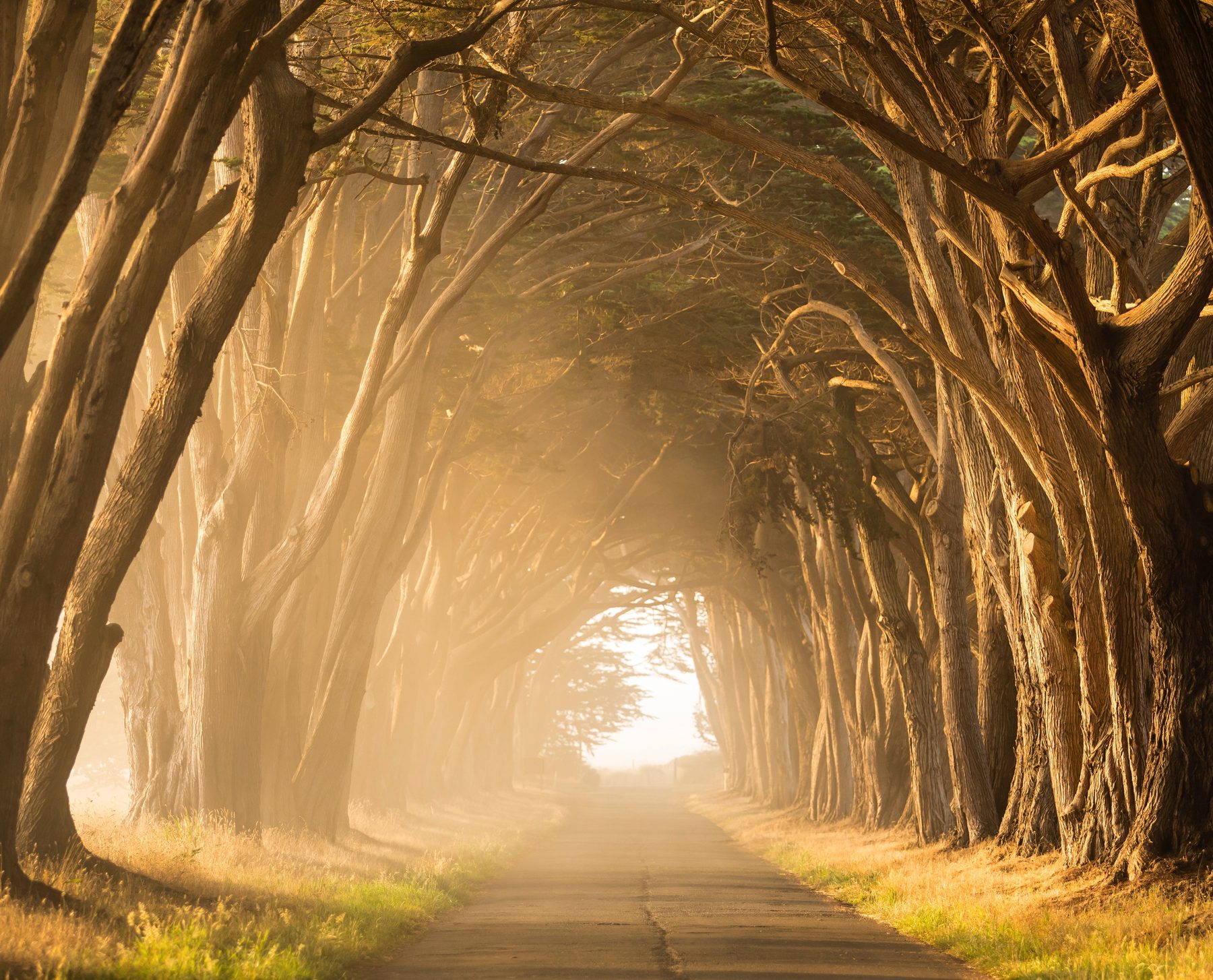 An avenue of trees arching over a road, with light at the far end
