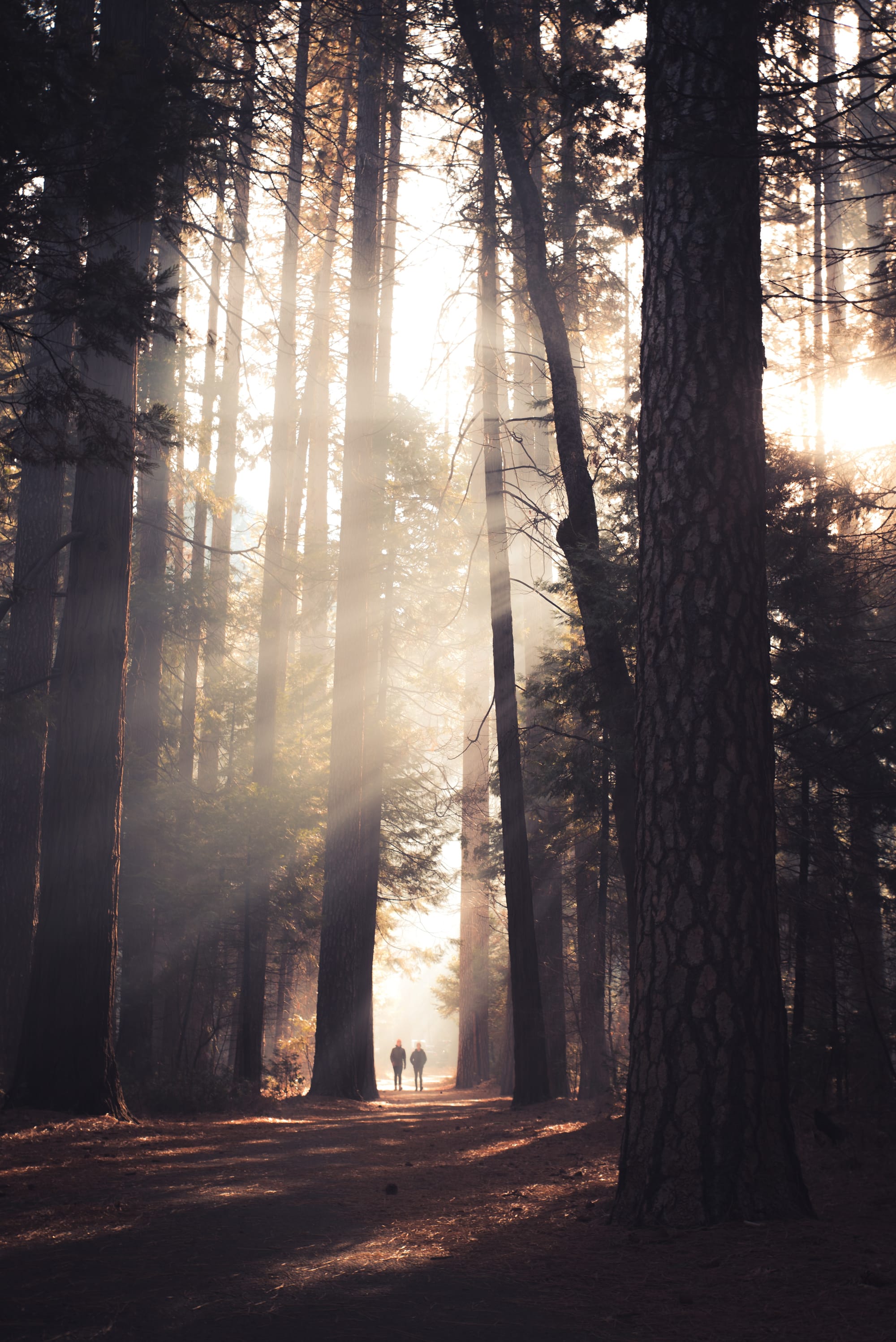 Two people walking through a forest in shafts of morning light