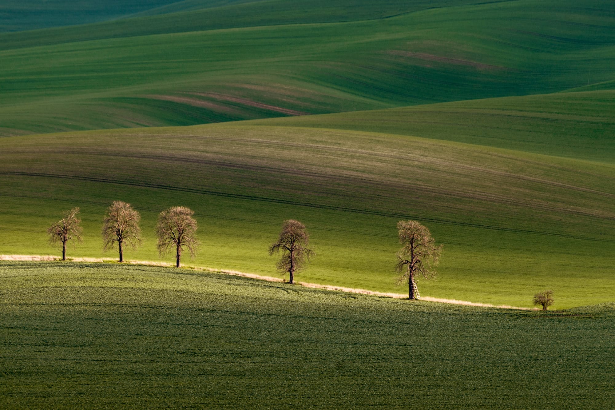 A row of trees along a line across green rolling fields