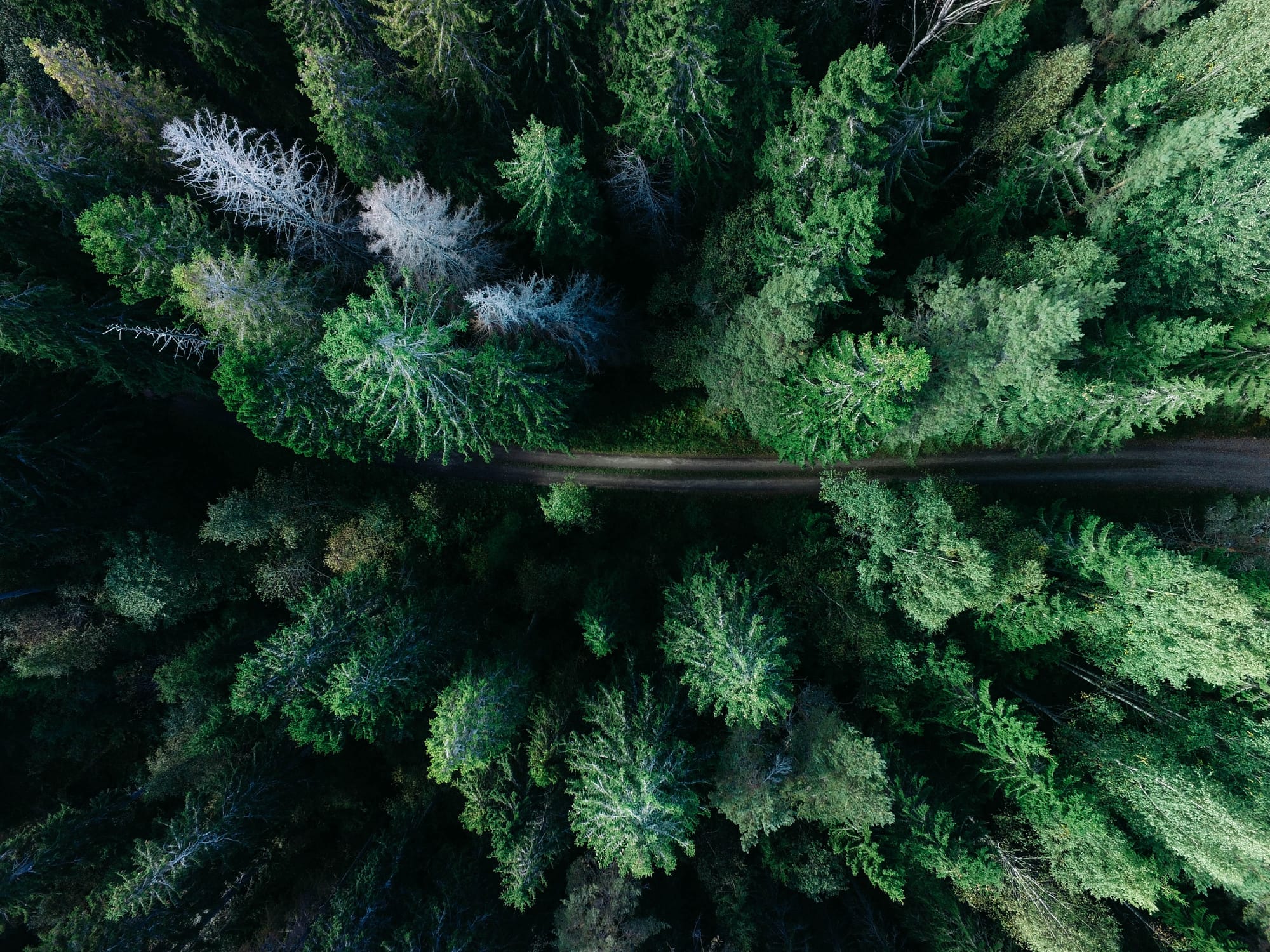 A road through a forest, seen from above
