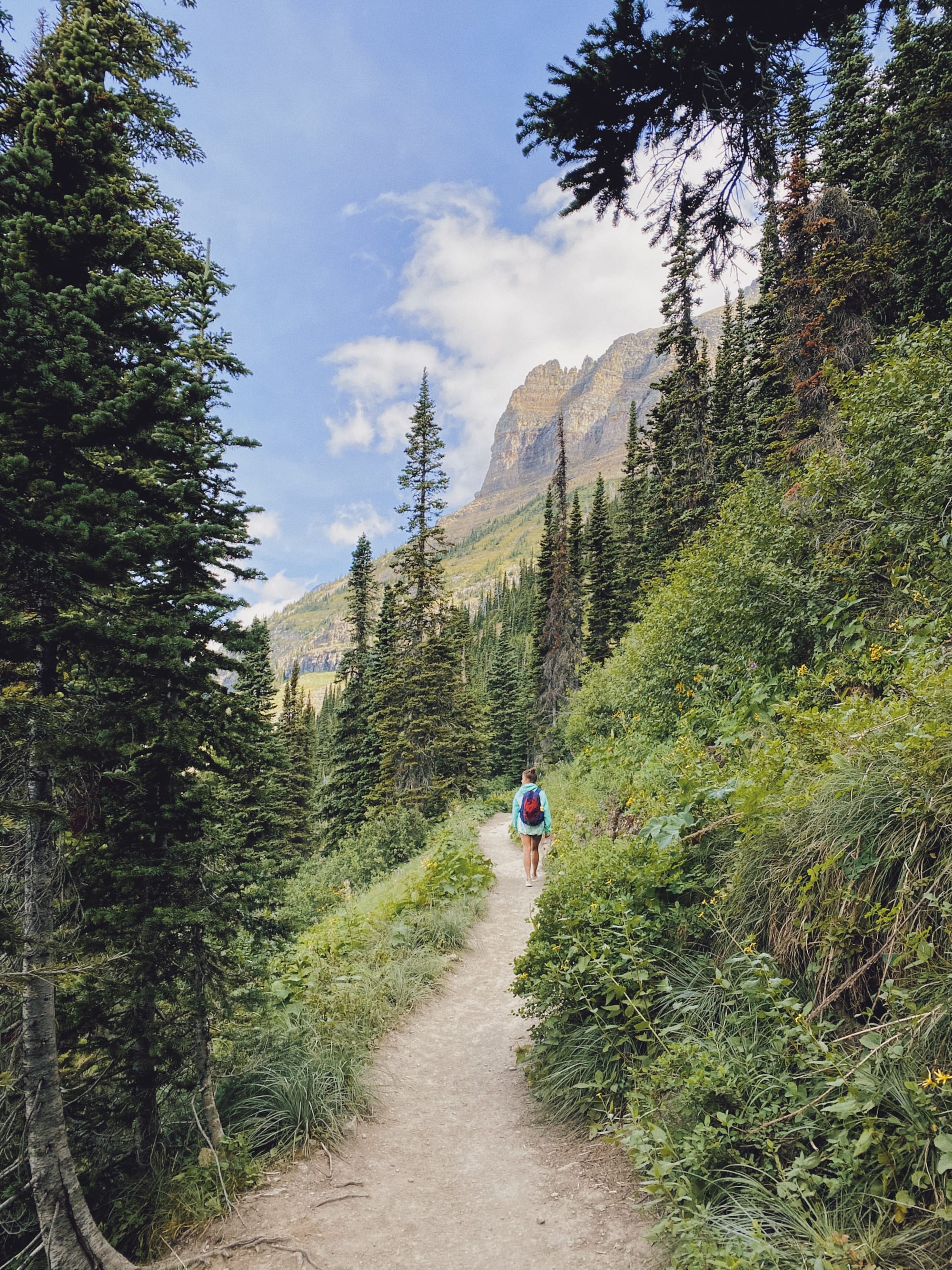A hiker on a mountain trail between pine trees