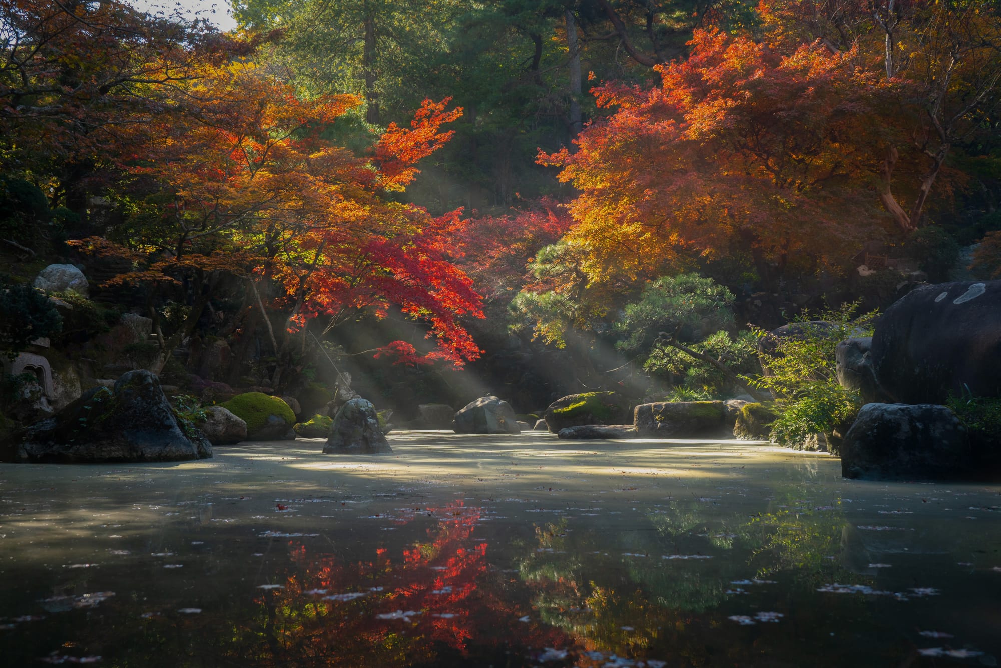 Autumn maples over a still garden pond, with light falling through the trees
