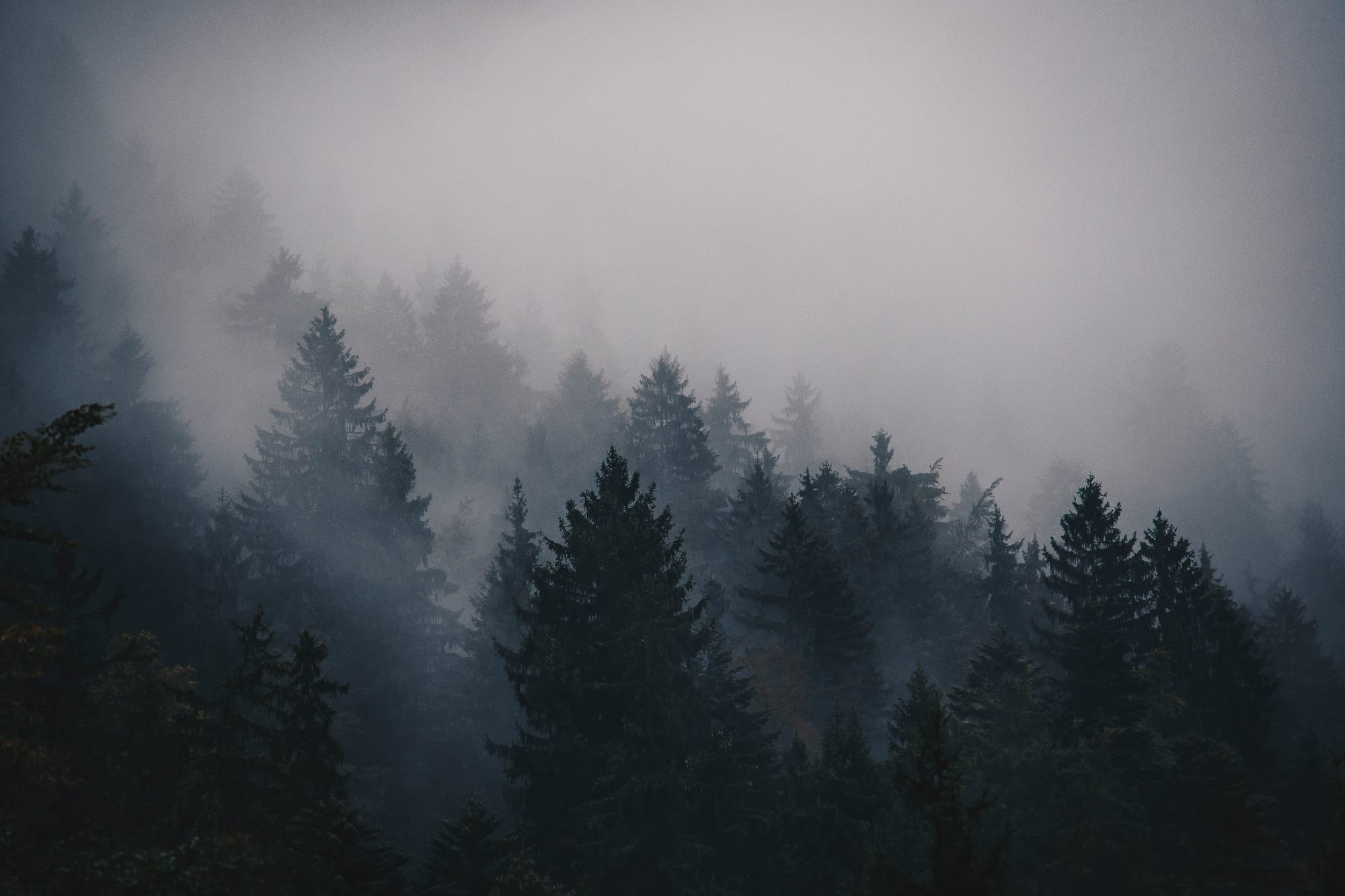 Fir trees in mist