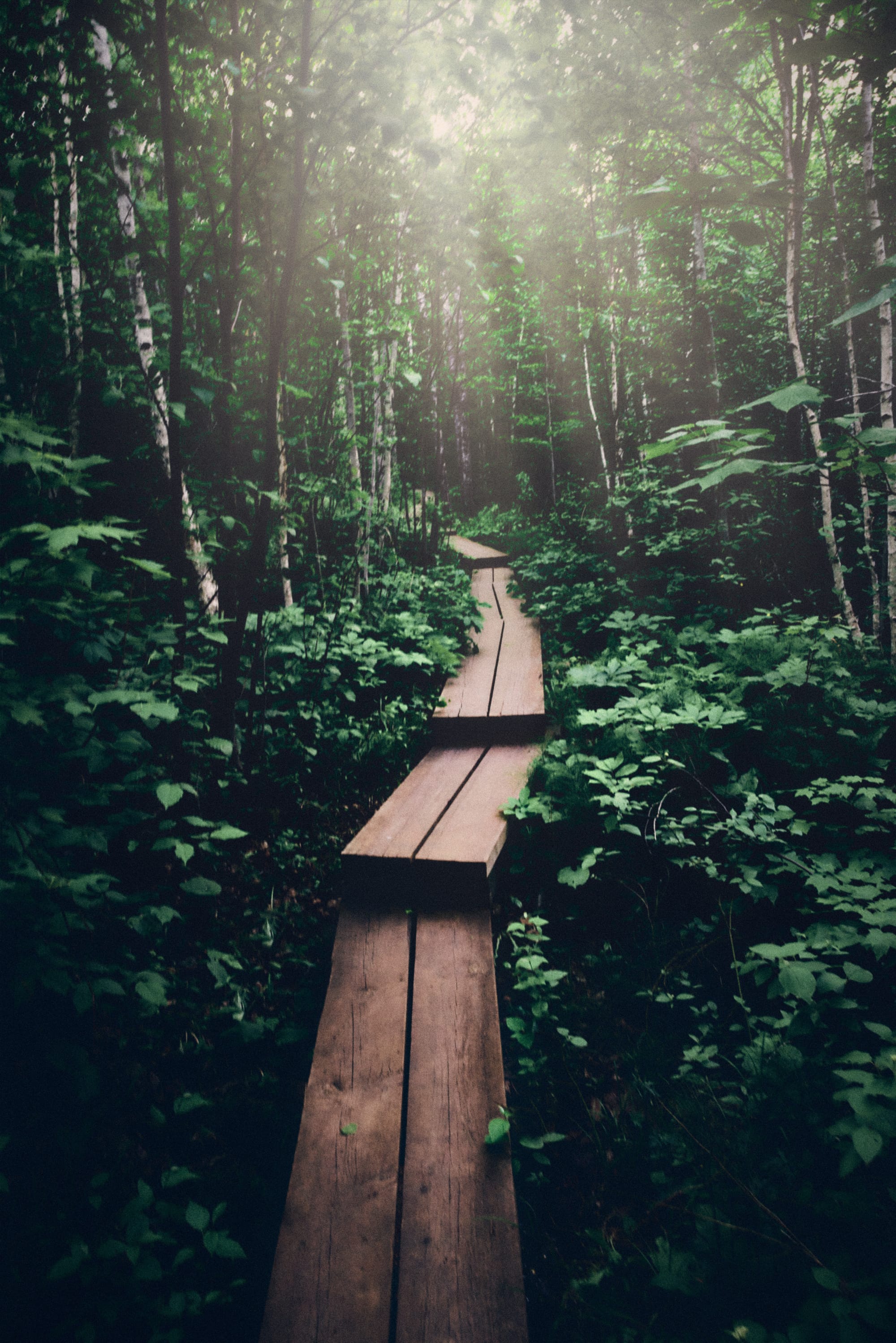 A plank boardwalk through a green forest